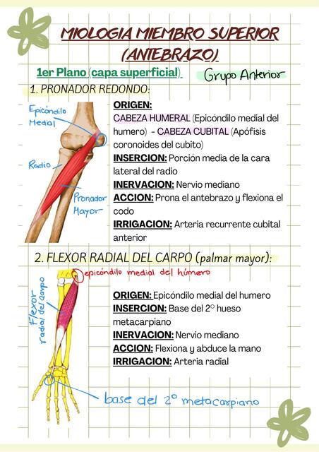 Músculo del antebrazo y mano  