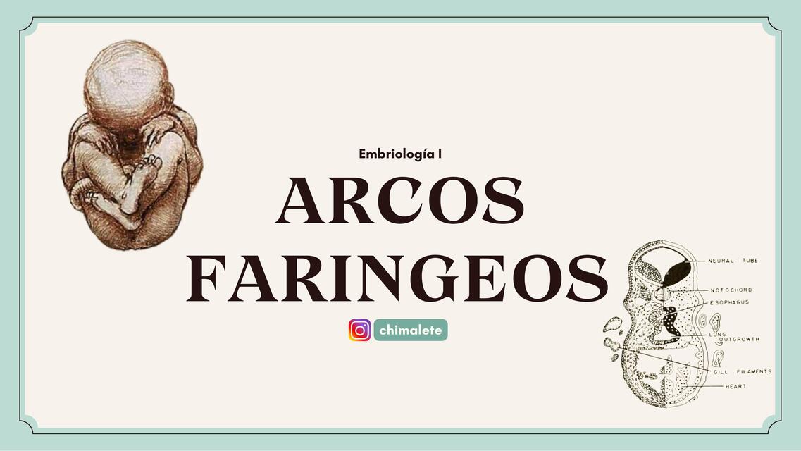 Arcos faríngeos  