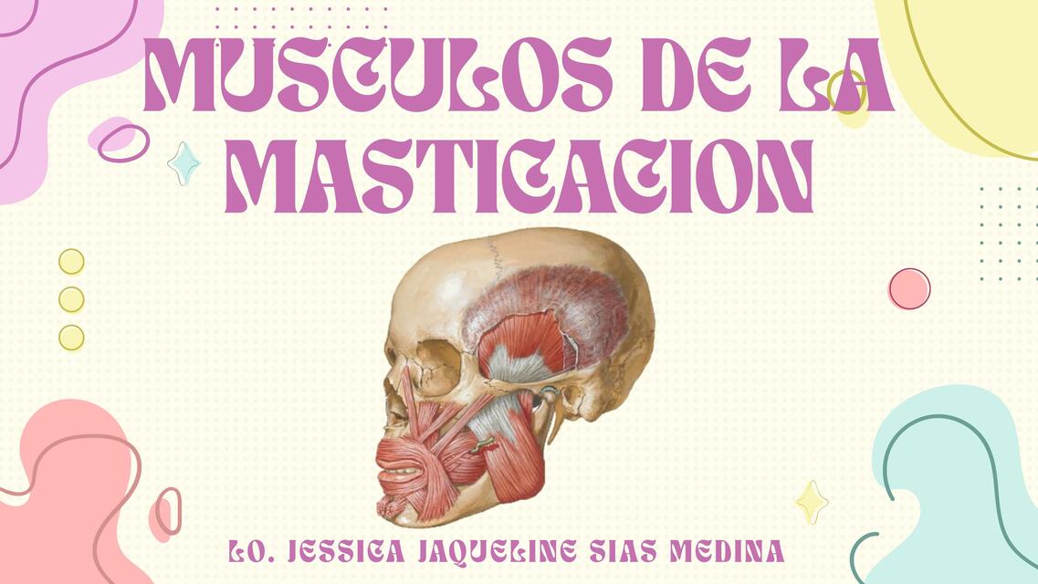 Músculos de la masticación