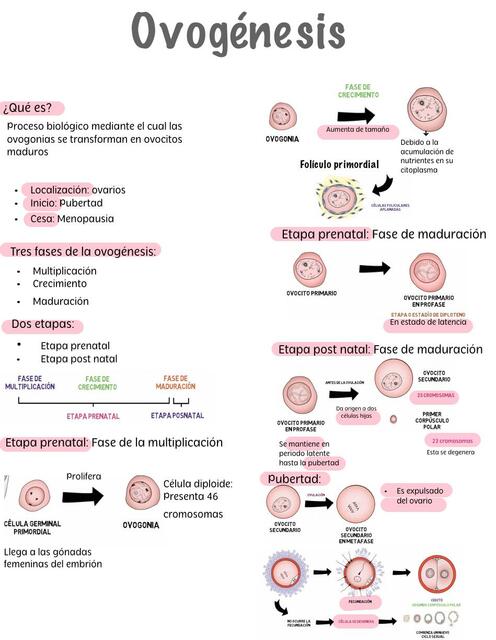 Ovogénesis 