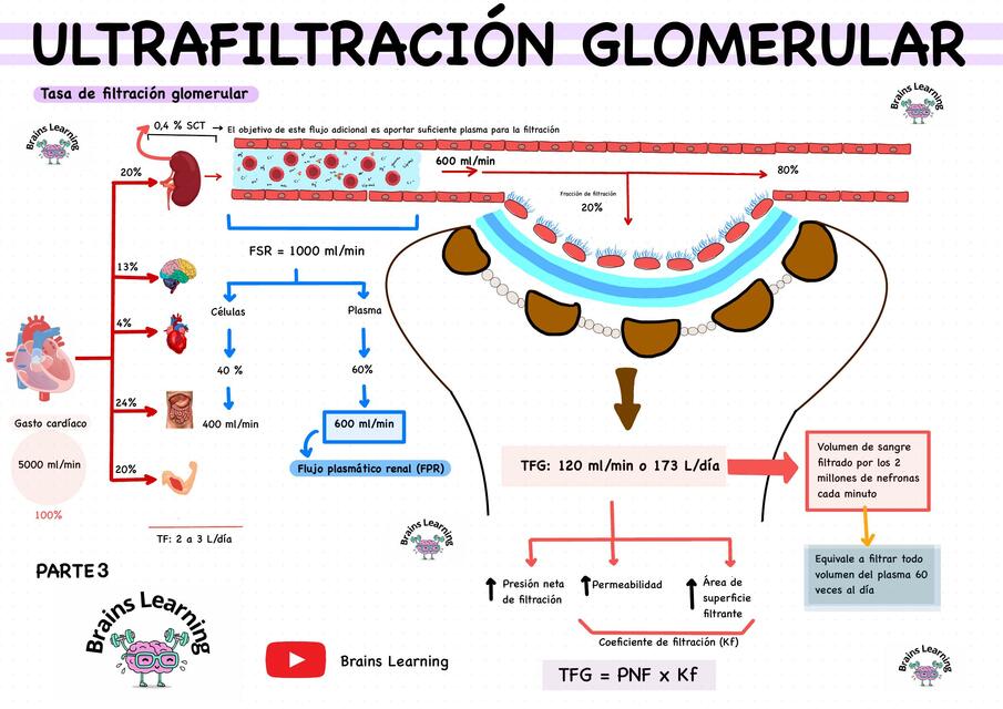 Tasa de filtración glomerular