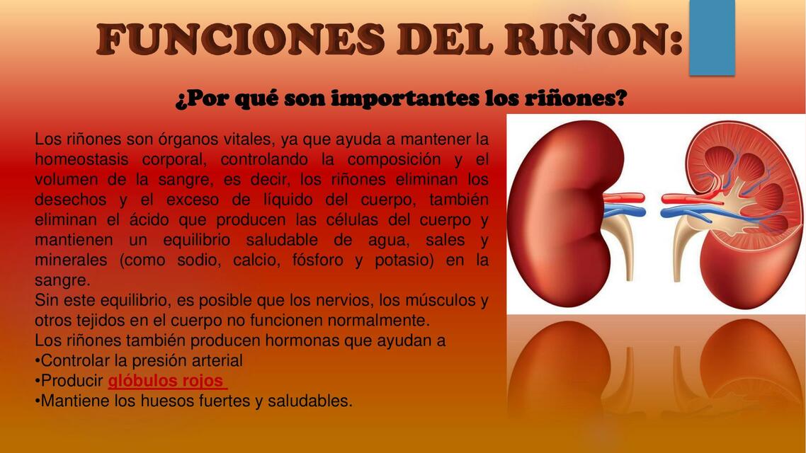 FUNCIONES DEL RIÑON