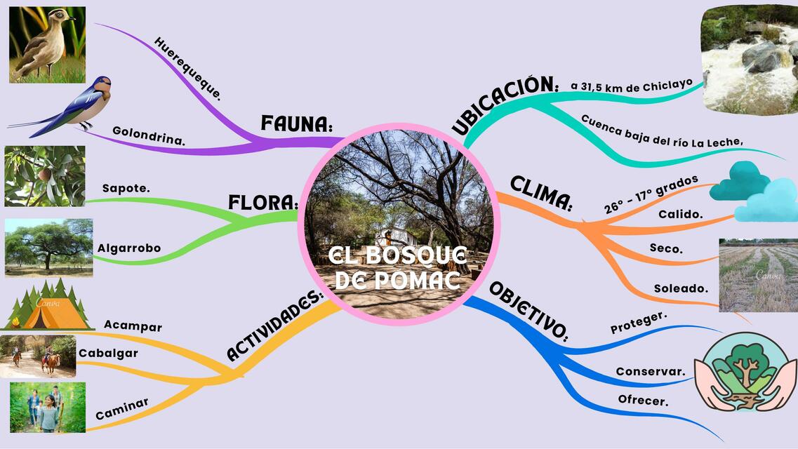 El bosque de pomac 