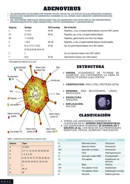 Adenovirus