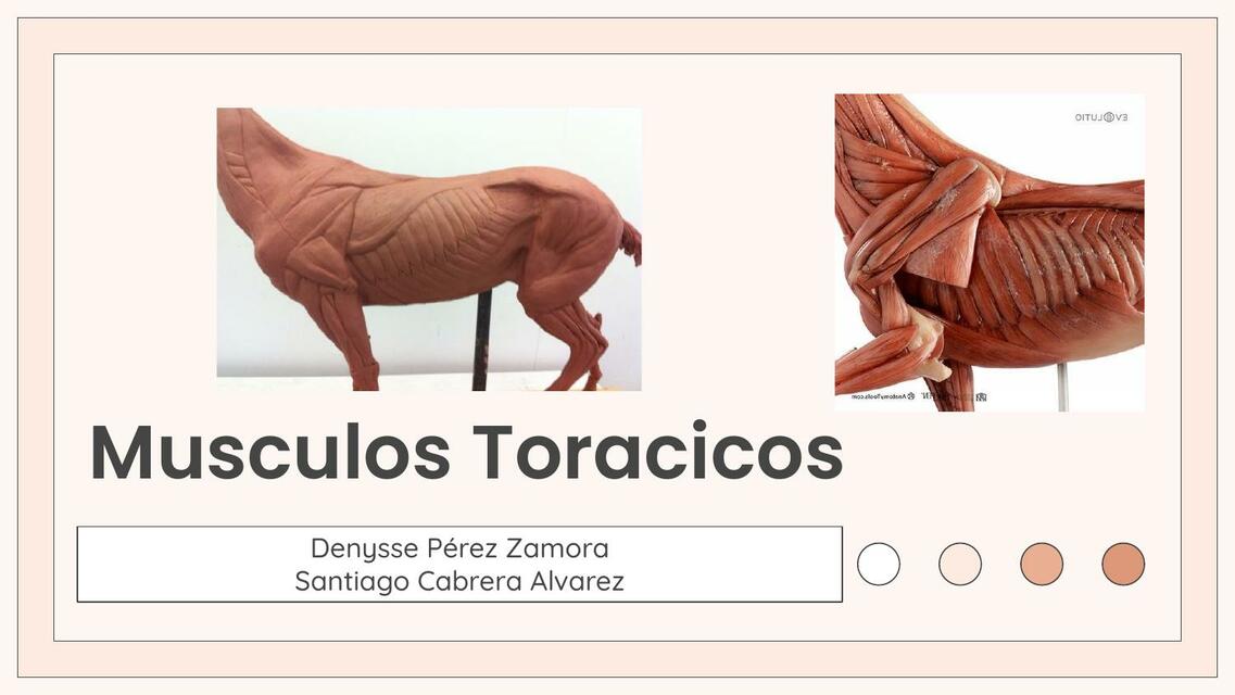 Músculos torácicos