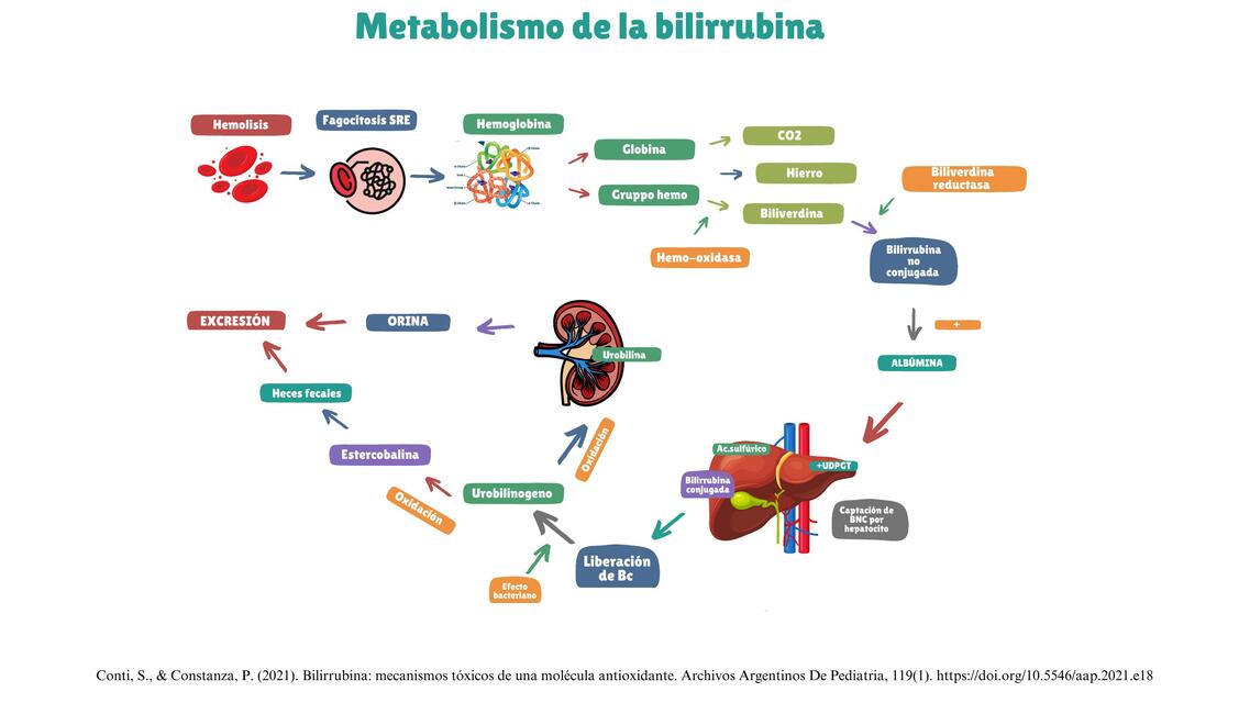 Metabolismo de la bilirrubina