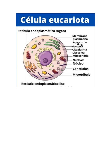Célula eucariota
