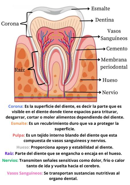 Diente