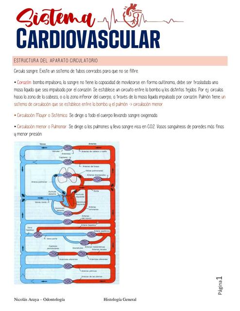 Sistema Cardiovascular