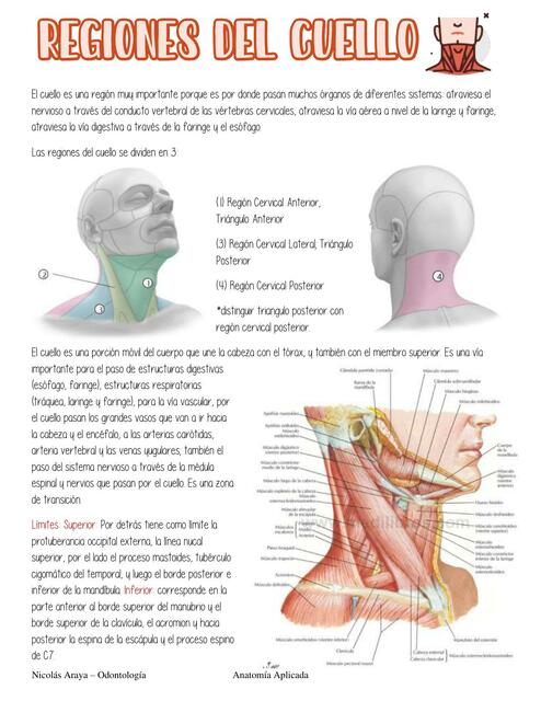 Regiones del Cuello