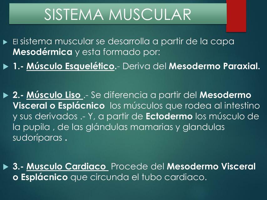 Sistema Muscular 