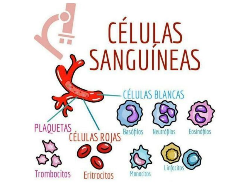 Células Sanguíneas