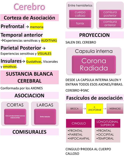 lobulos cerebrales