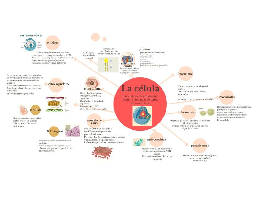 La celula mapa mental