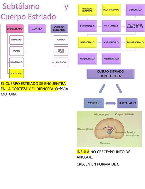 Subtálamo y Cuerpo Estriado