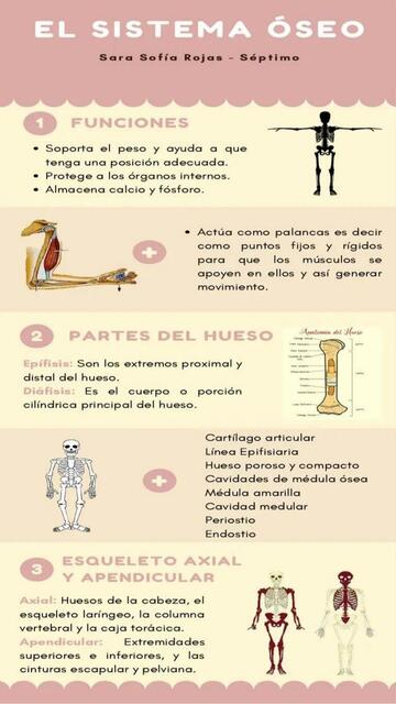 Importancia del sistema ósea | Deporte y Fit | uDocz