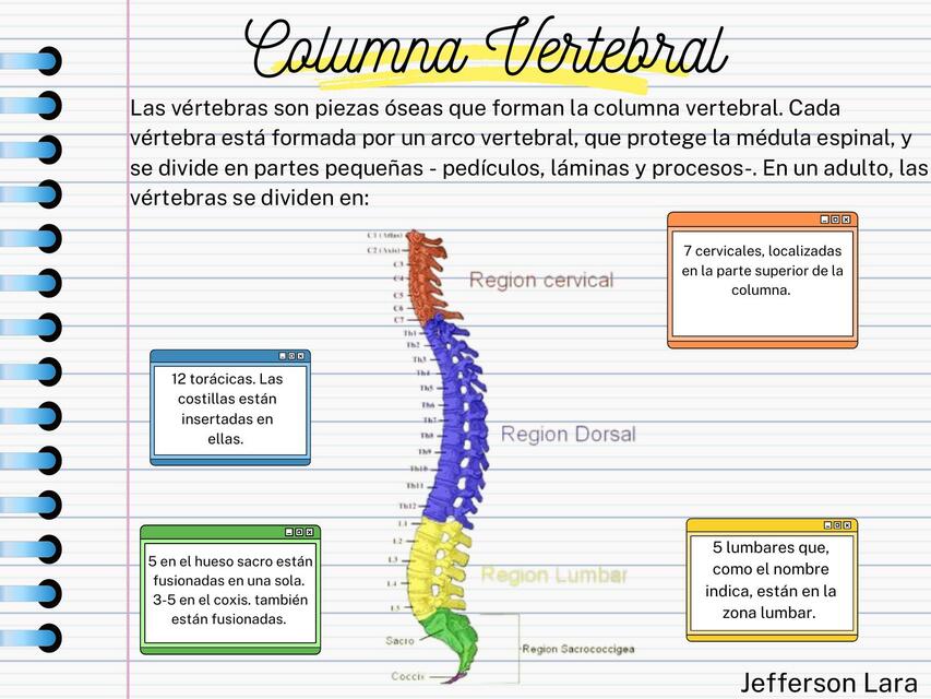 Infografía Columna Vertebral