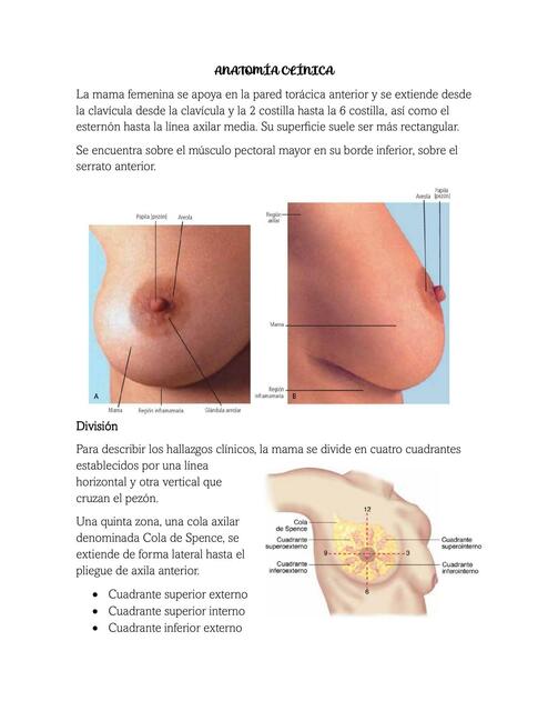 Anatomía Clínica mama