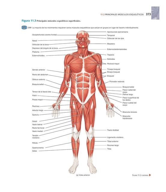 Músculos 
