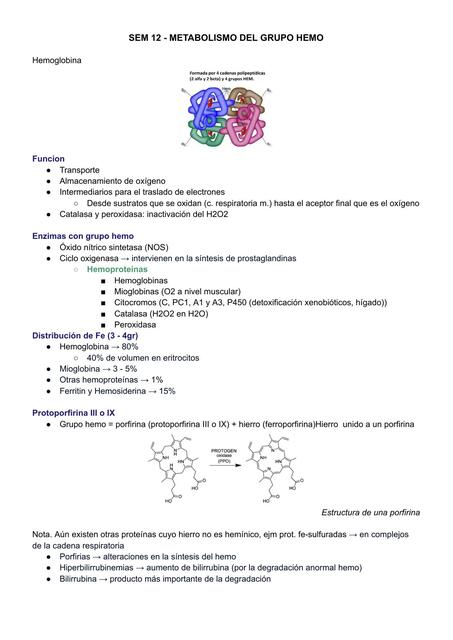 Metabolismo del grupo hemo 