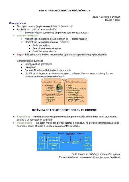 Metabolismo de xenobioticos