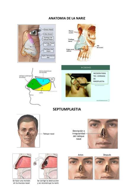 ANATOMIA DE LA NARIZ