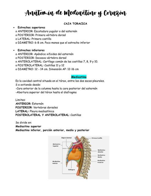 Anatomía de Mediastino y Corazón