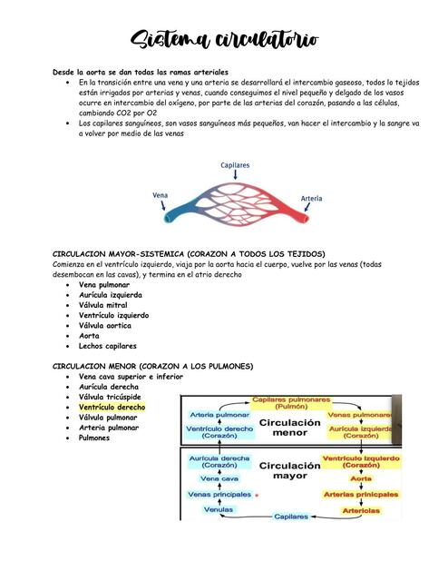 Sistema circulatorio