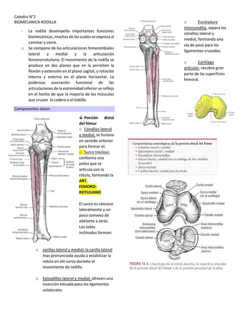 Biomecánica rodilla