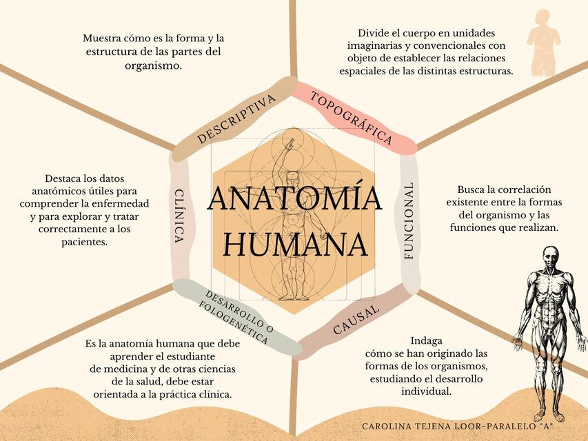 Anatomía humana 