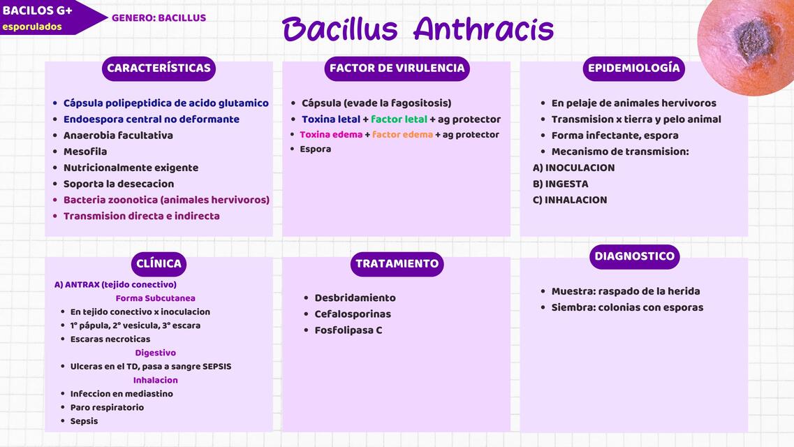 Bacillus Anthracis