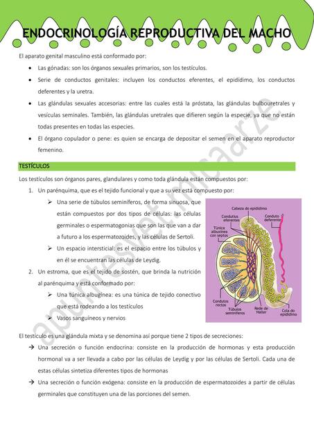 endocrinología reproductiva del macho