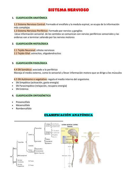 Sistema Nervioso  
