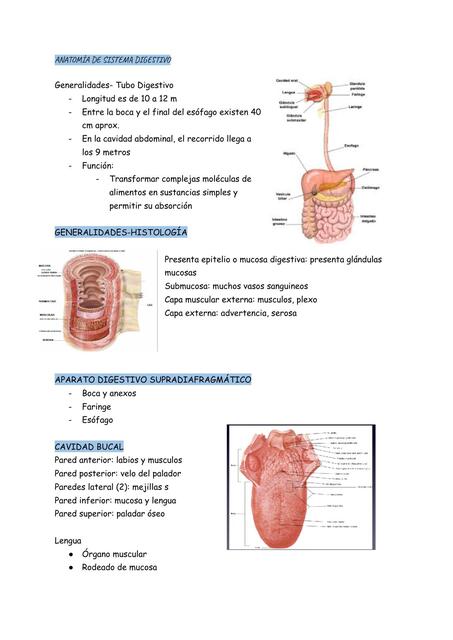 Anatomía del  sistema digestivo  