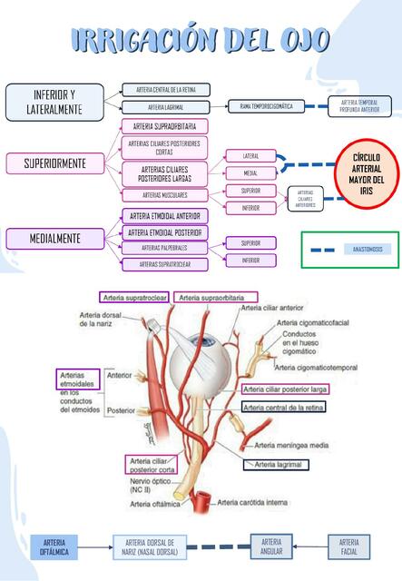 Anatomía del ojo - Irrigación