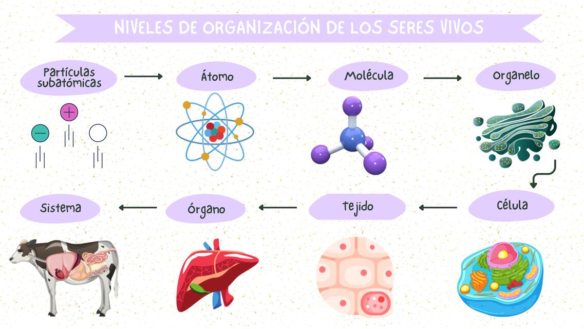 Niveles de Organización de los seres vivos  