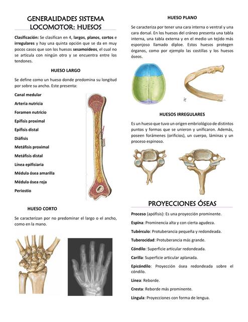 Generalidades sistema locomotor huesos 