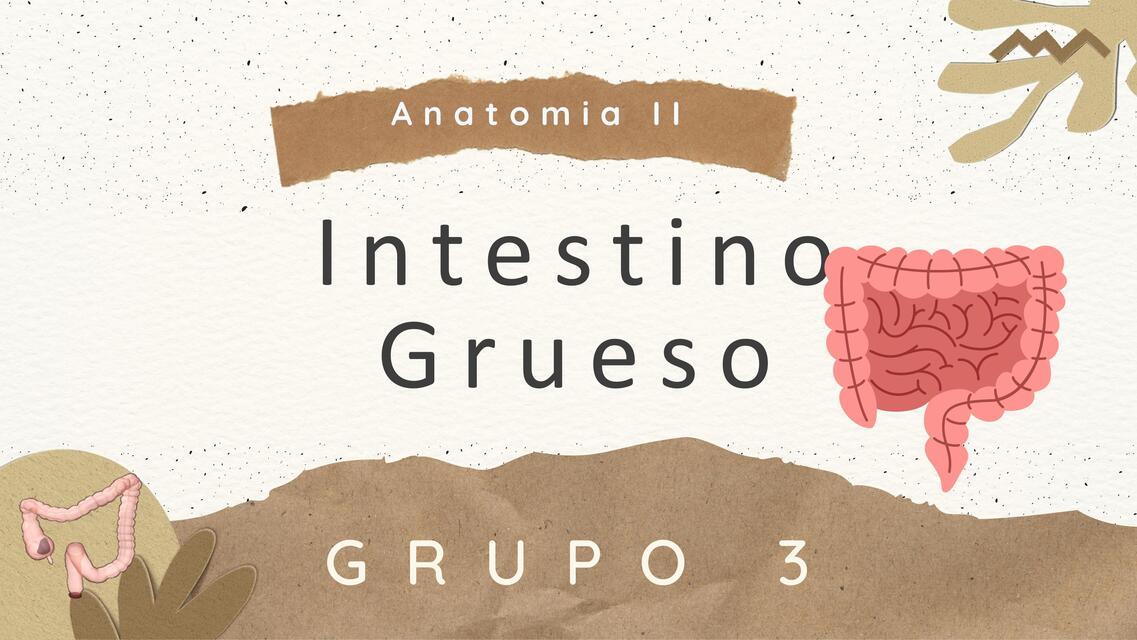 Intestino grueso   