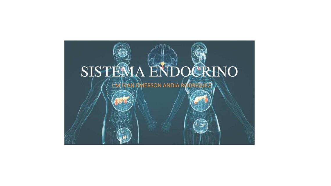 Sistema Endocrino 