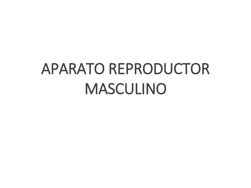 Aparato reproductor masculino 