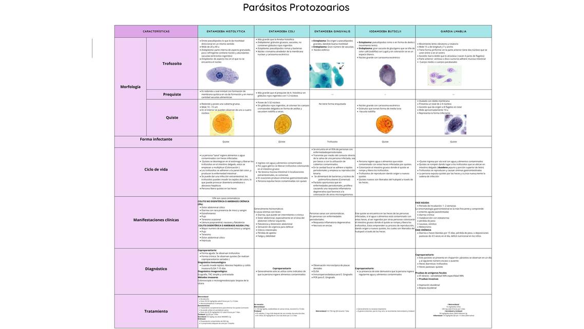 Parásitos Protozoarios: Amebas y Giardia Lamblia