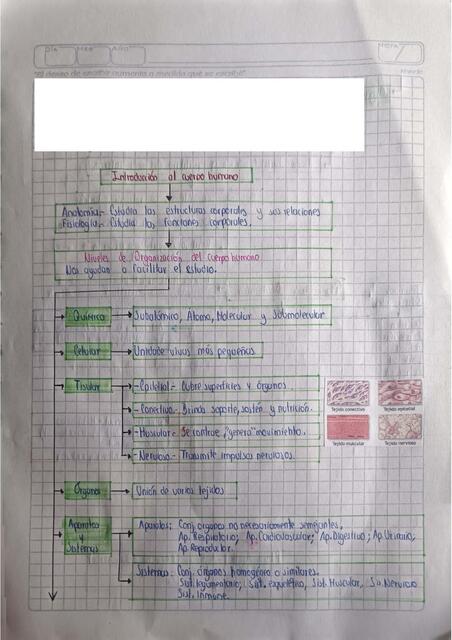 Planos del cuerpo humano y cuadrantes abdominales