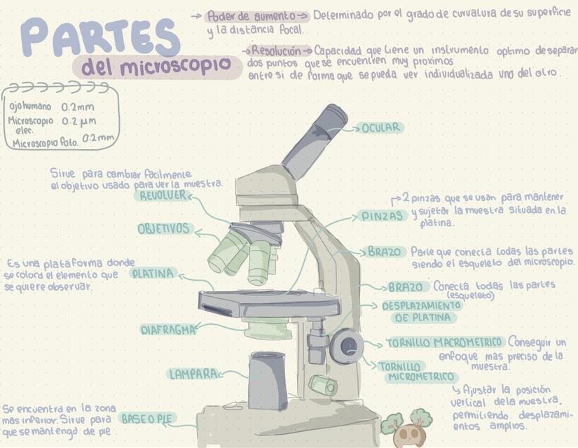 Partes del microscopio 