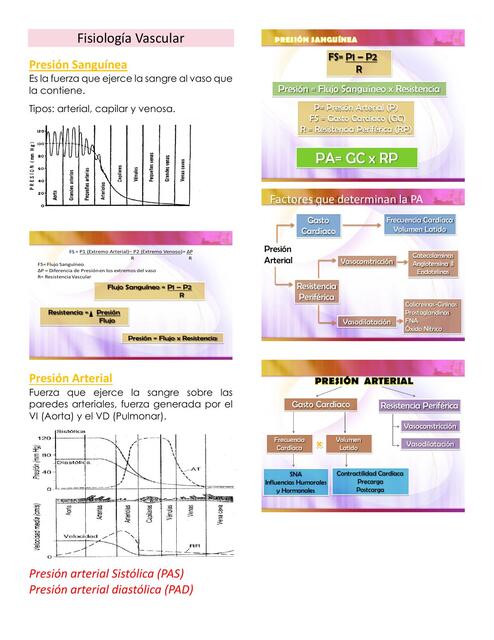 Fisiología Vascular 