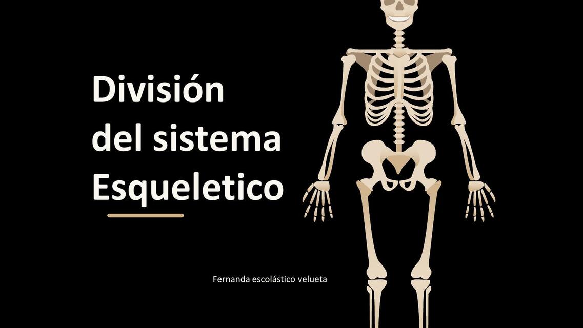 División del sistema esquelético 