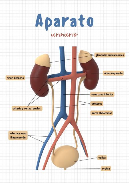 Generalidades sobre el Sistema Urinario