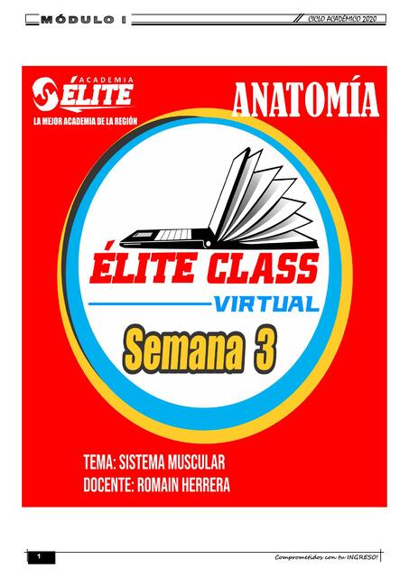 Élite class - Sistema muscular