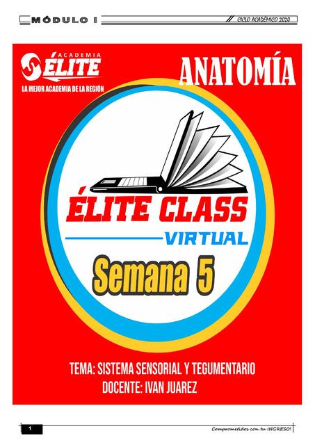 Élite class - Sistema sensorial y tegumentario