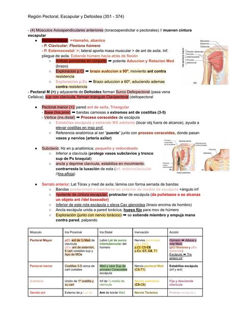 Región Pectoral, Escapular y Deltoidea