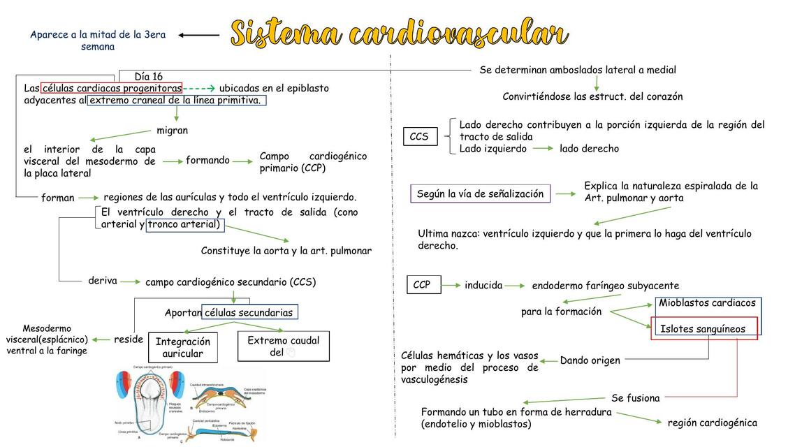 Sistema Cardiovascular 